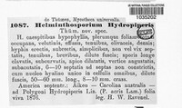 Helminthosporium hydropiperis image